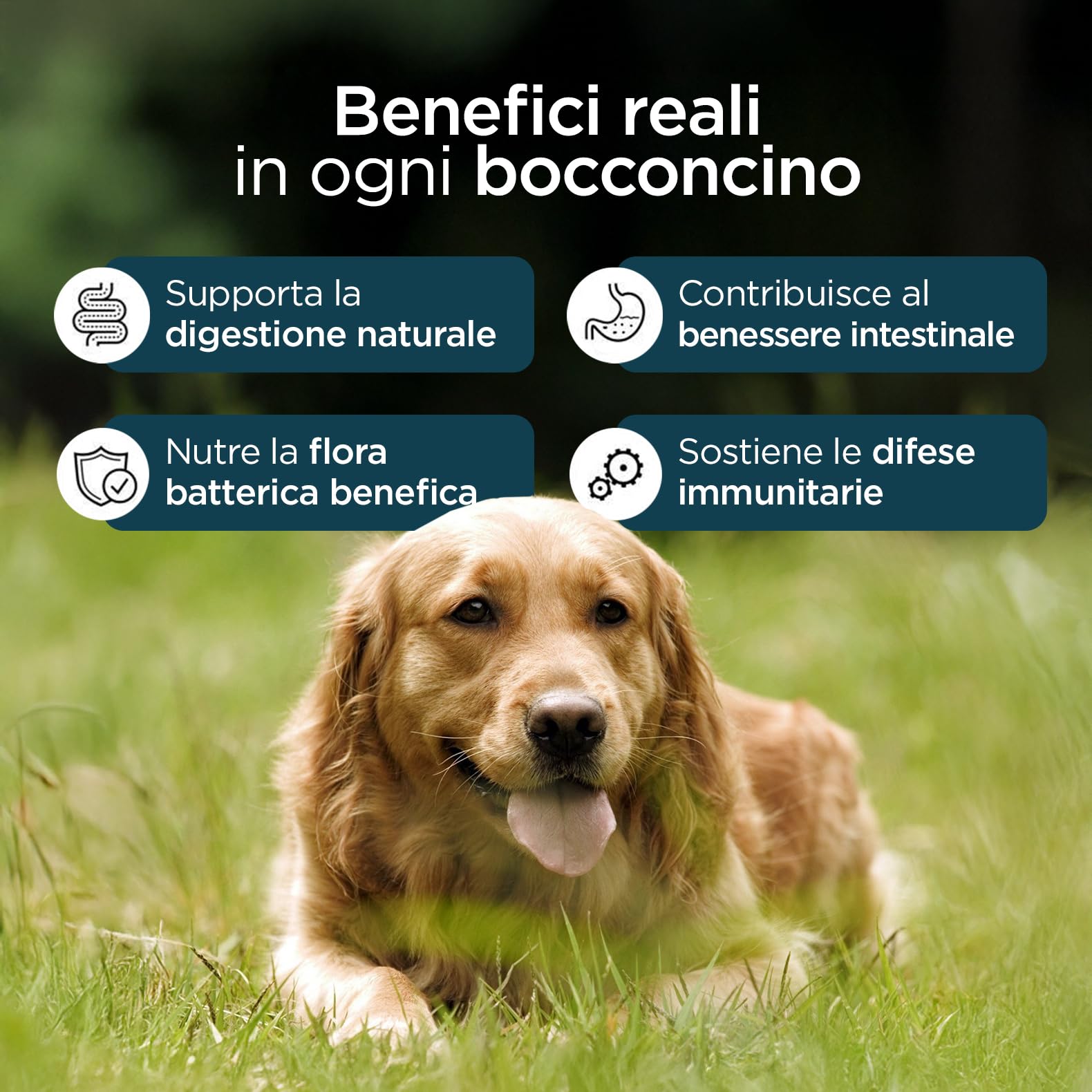Probiotici Digestivi per Cani | Integratore con Pre, Pro & Post Biotici | Supporto Digestione, Flora Intestinale e Difese Naturali | 60 Bocconcini Gusto Manzo