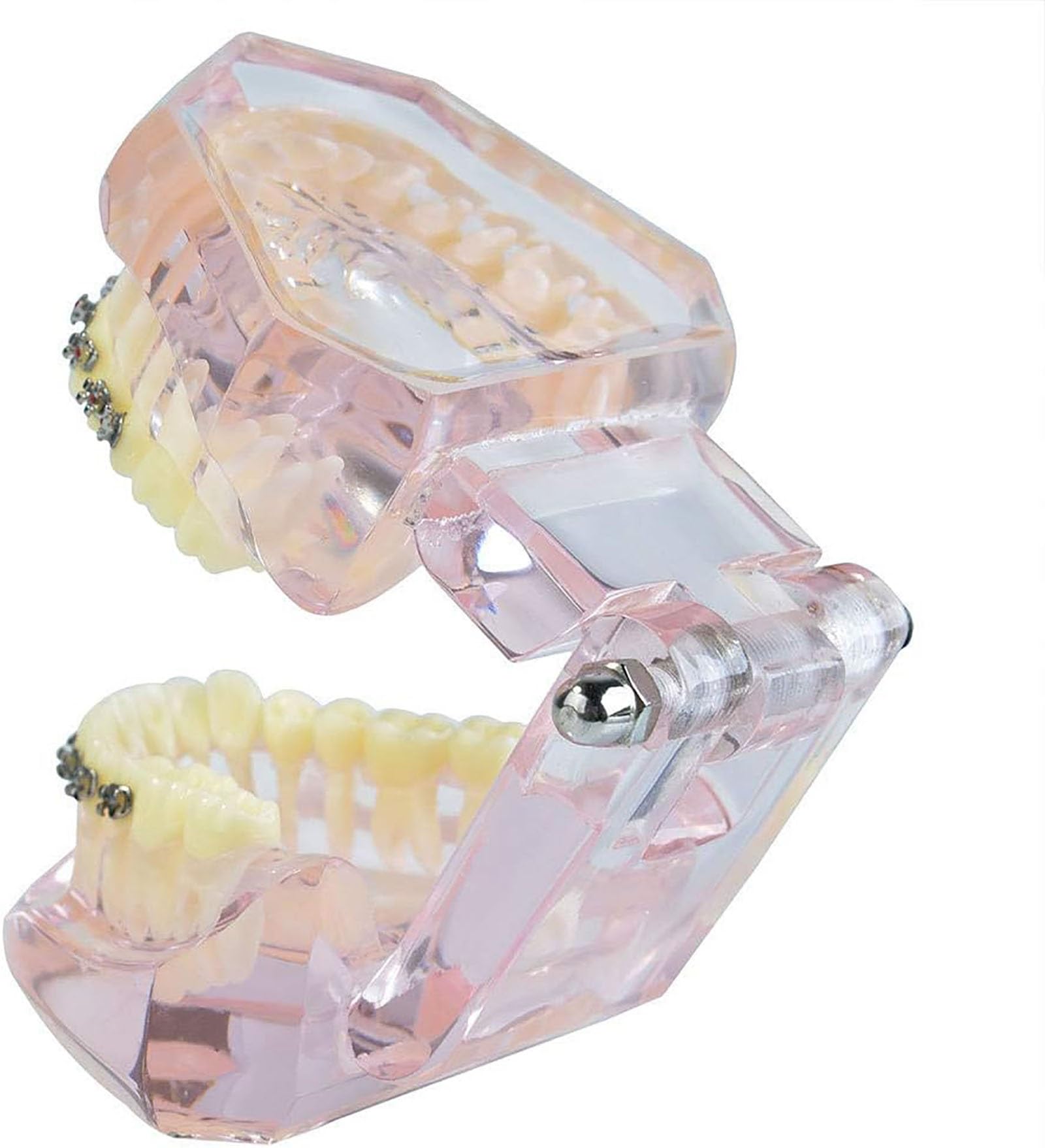Modello di Dente, Apparecchio Dentale in Metallo E Ceramica Denti Modello, Modello Ortodontico per Adulti Dentale Denti Modello Dentista per Insegnamento di Scienze Studio Odontoiatria Strumenti per (