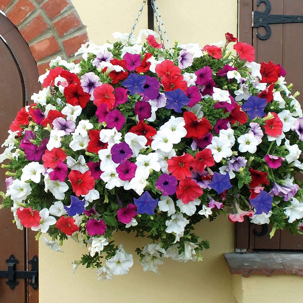 Green World PETUNIA DWARF MIX FLOWER SEEDS FOR KITCHEN GARDENING (150 seeds) (B09KQR98BQ) Amazon Price History, Amazon Price Tracker