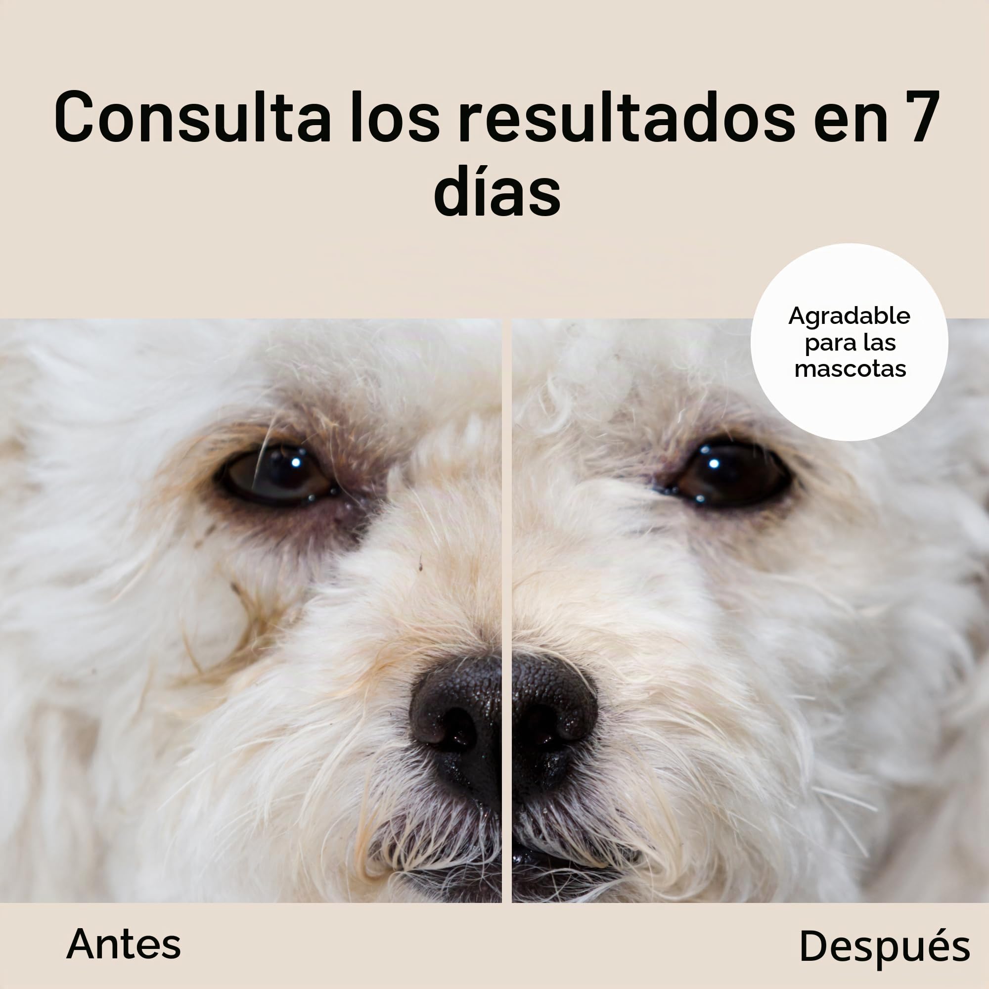 Eye Envy Kit quitamanchas de lágrimas de perrode Inicio | Esenciales para Manchas de lágrimasen un Kit en un Sistema de 2 Pasos | Dura 30-45 días | Solución 2 FL.oz