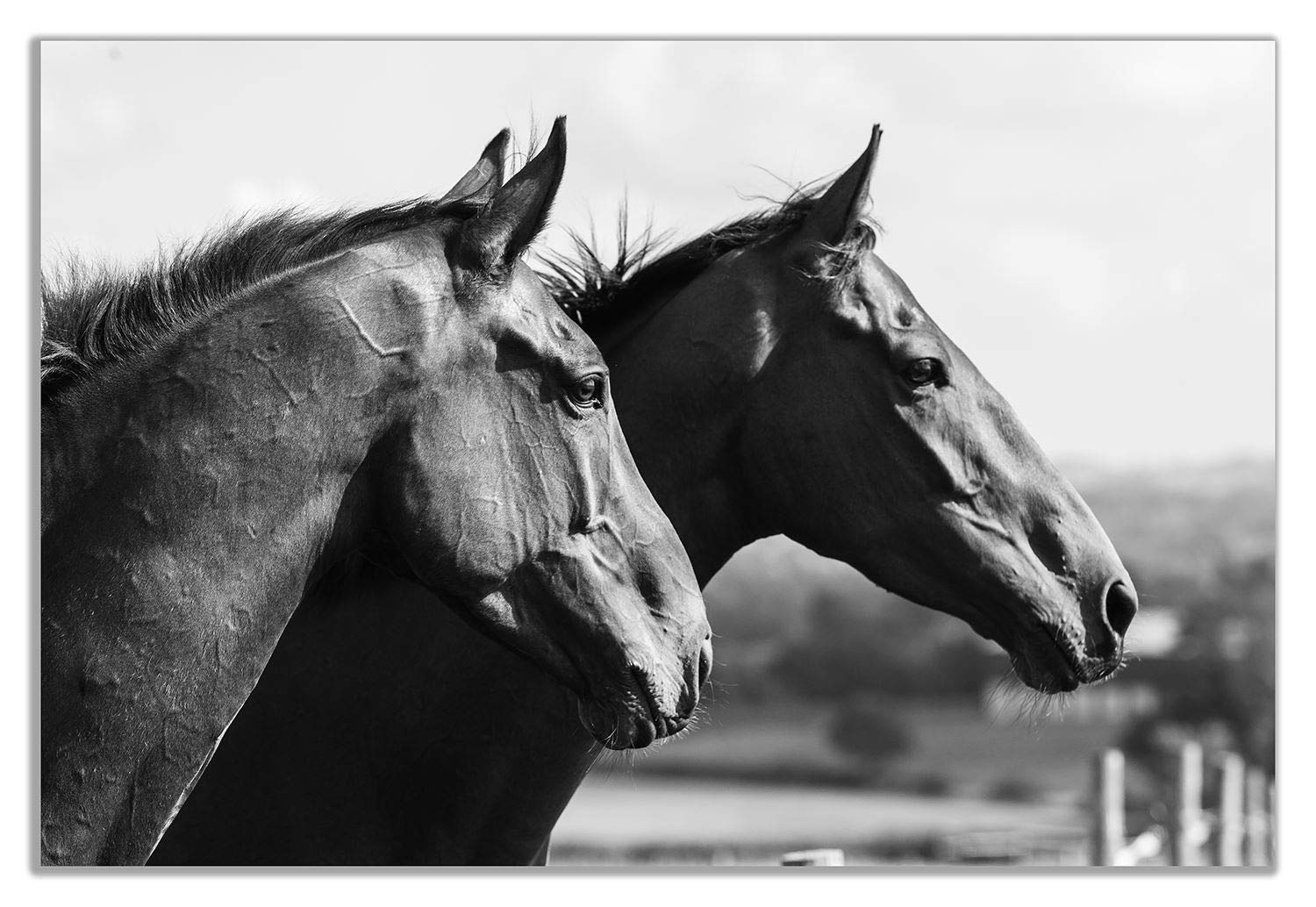 Black And White Horses Art Black And White Horse Art Prints And black-and-white-horses-art-black-and-white-horse-art-prints-and