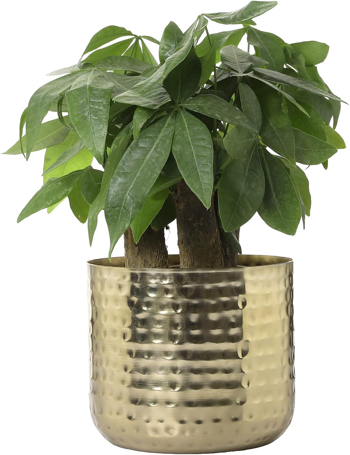 MyGift 6-Inch Shiny Brass Tone Metal Plant Pot with Hammered Texture, Cylindrical Indoor Succulent Planter - Handcrafted in India