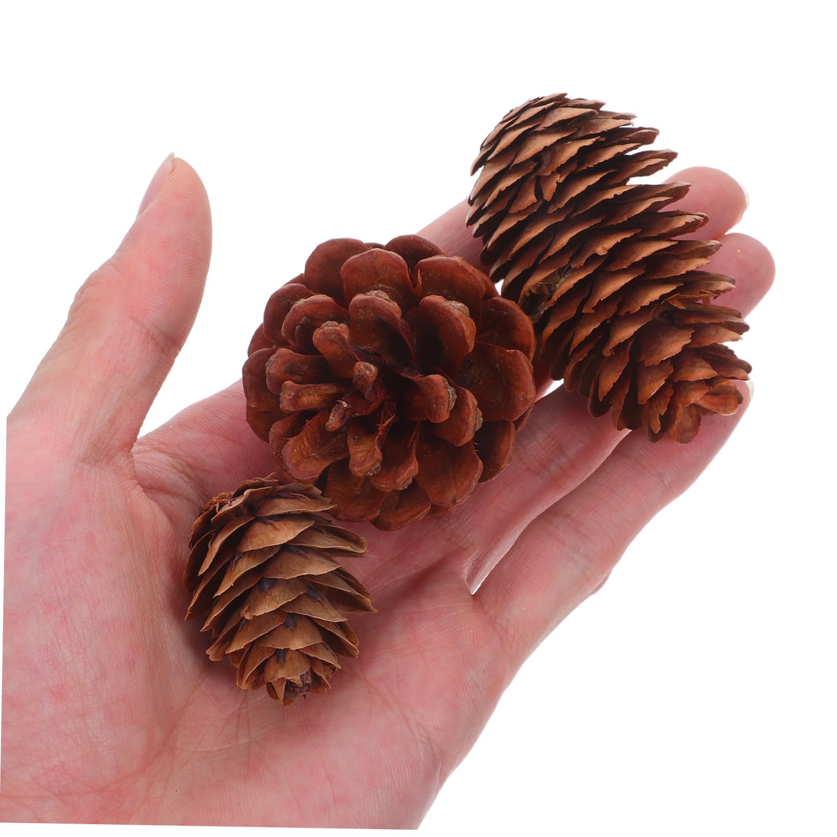 Cabilock 120 Stück Natürliche Mini Tannenzapfen für Basteln Kleine Robuste Zapfen für Weihnachtsdeko Kranzherstellung Vase Füllung Wiederverwendbar Rustikal Winterliche Akzente