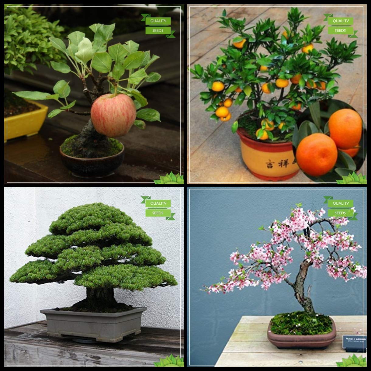 Creative Farmer Gardening Seeds Combo Bonsai Suitable Tree : Japanese Pine, Sakurakaia, Apple, Orange Fruit Bonsai SuitableFruit Seeds For Home Garden (B07HV6YTNP) Amazon Price History, Amazon Price Tracker