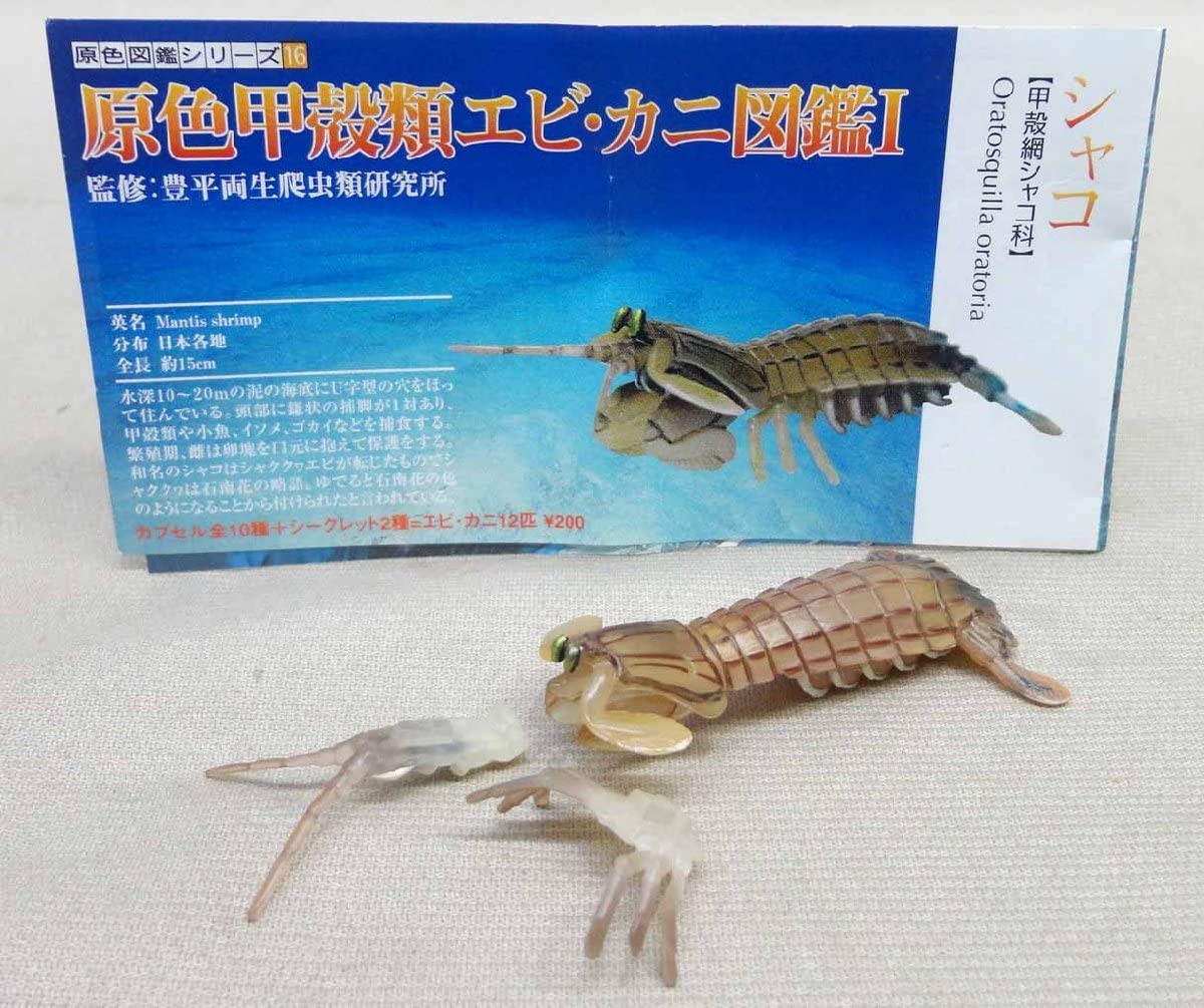 Amazon | 原色甲殻類エビカニ図鑑I シャコ 未使用 ユージン 原色図鑑 