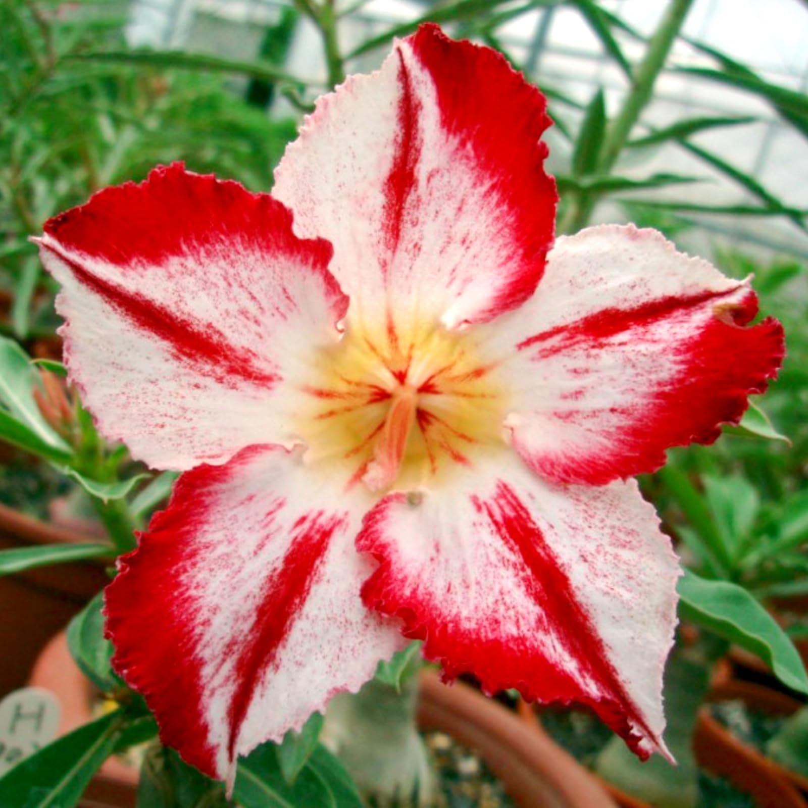 Desert Rose-Hardy Perennial,Desert Rose Plants UK, Excellent Display-C-5 Bulbs