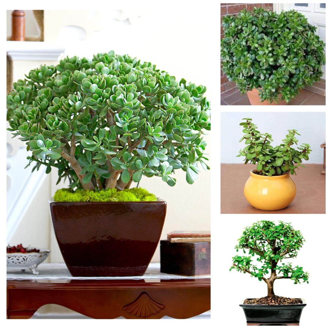 See full amazon price history chart for Big Size Jade Plant Live in Pot - Crassula Ovata Succulent, Low Maintenance Indoor Houseplant Big Size Jade Plant Live in Pot - Crassula Ovata Succulent, Low Maintenance Indoor Houseplant (B0DB62SNTH) Amazon Price History, Amazon Price Tracker