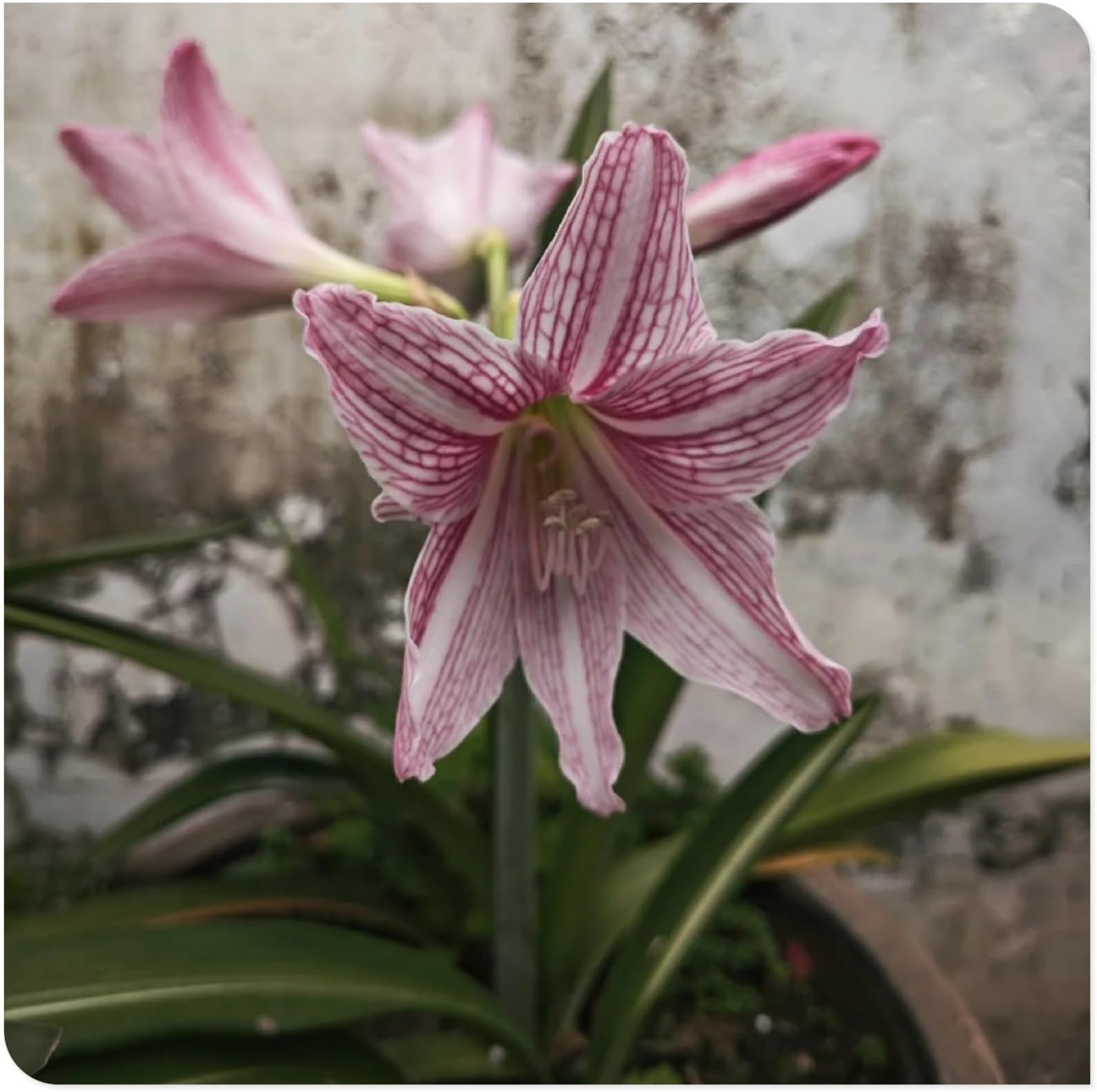 Amaryllis for Planting Now UK Perennial Good for Containers Excellent Display Plant Bulbs Ornamental Greening Flower Natural Organic Easy Plant Perennial -2bulbs-K