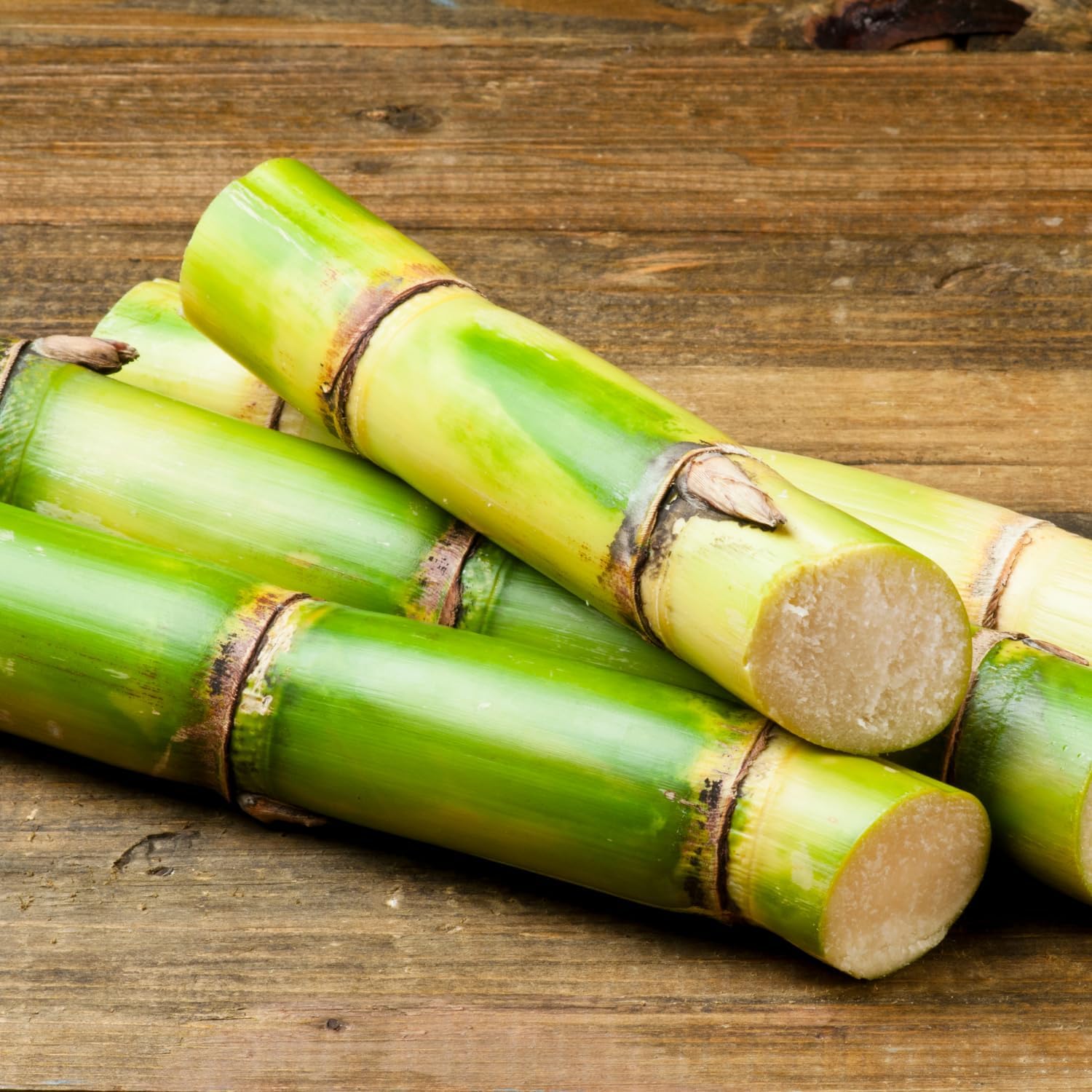 20 Green Sugar Cane Plants Live, Sugarcane Cuttings 2-3" Tall, Well-Rooted Sweet Sugar Cane Plants for Outdoor Growing, No Ship to CA