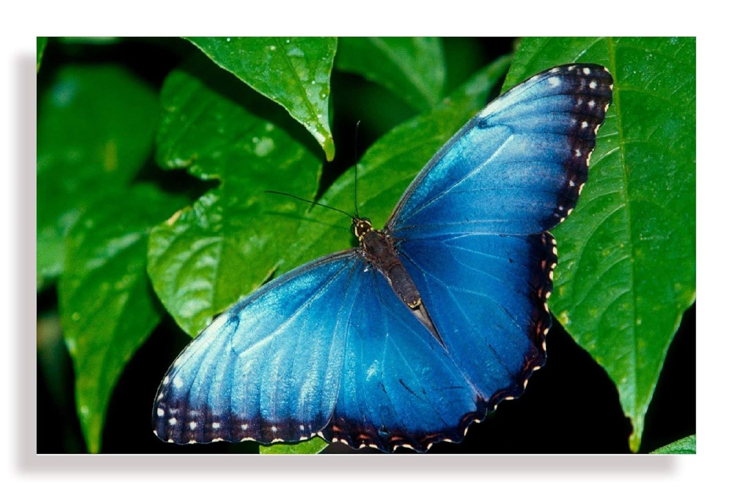 Snoogg Canvas Wall Art Painting Butterflies Wallpaper UnFramed Decor