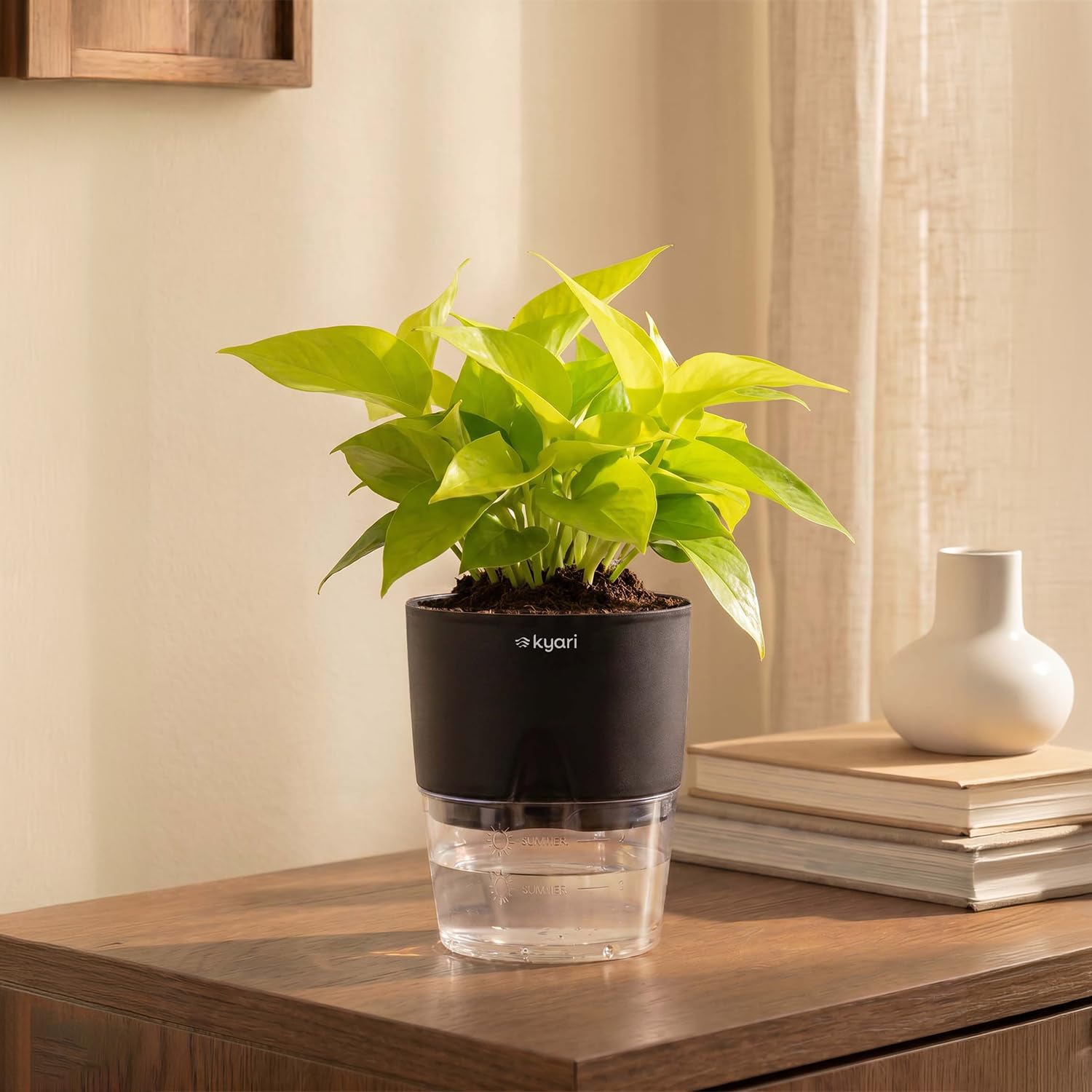 Lucky Jade & Golden Money Plants - Self Watering Pots -23