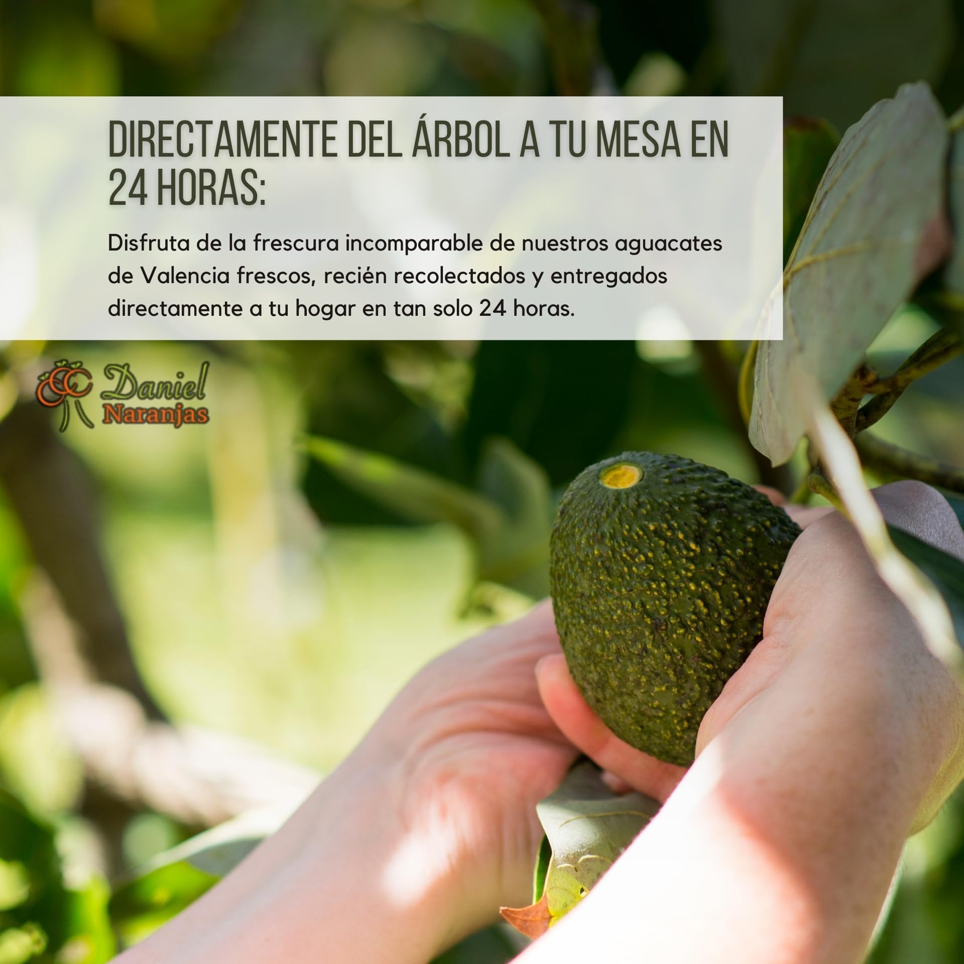 NARANJAS DANIEL | Aguacates frescos de Valencia (4 KG) | Del árbol a tu mesa | Sabor equilibrado, cremoso y fresco | Sin conservantes ni aditivos