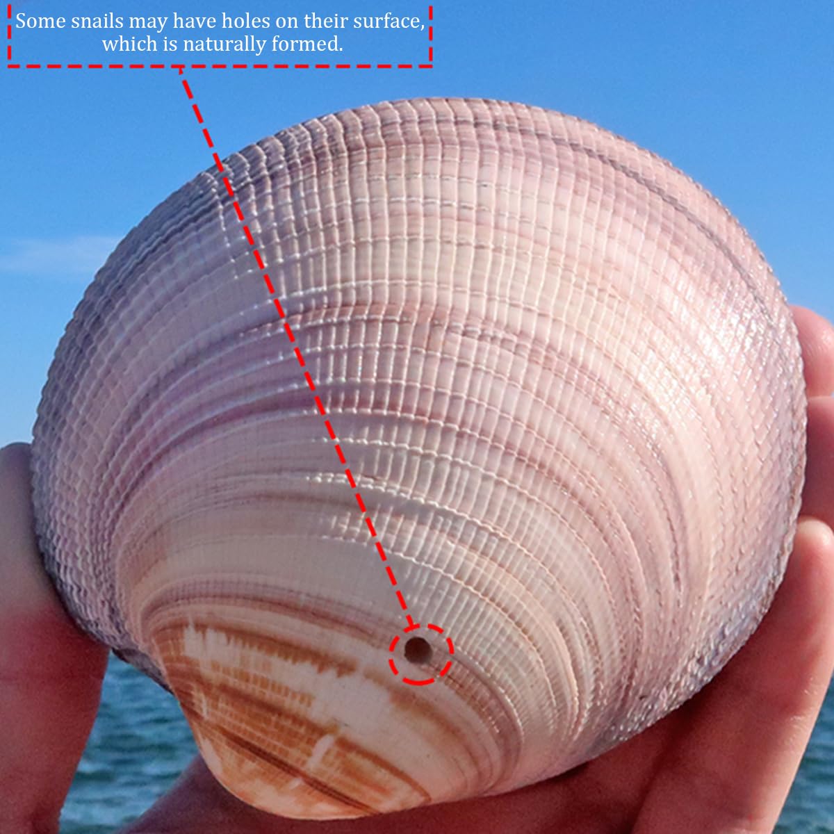 Grandi Conchiglie for Decorazione, Marine Naturali Rare da 8 a 10 cm for Decorazioni Nuziali, Feste a Tema Spiaggia, Acquario -Conchiglie Naturali