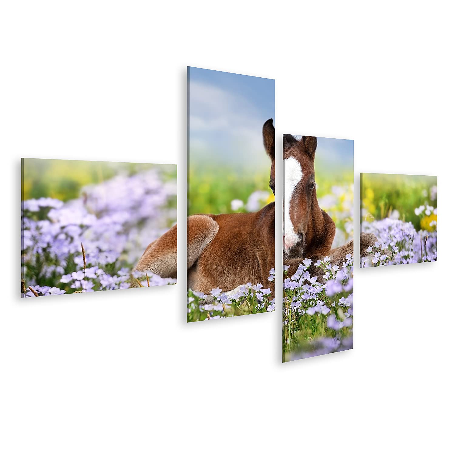 islandburner - Cuadro sobre lienzo (potro lindo sobre flores de prado, pequeño caballo suave para habitación de los niños, marco para póster de pared