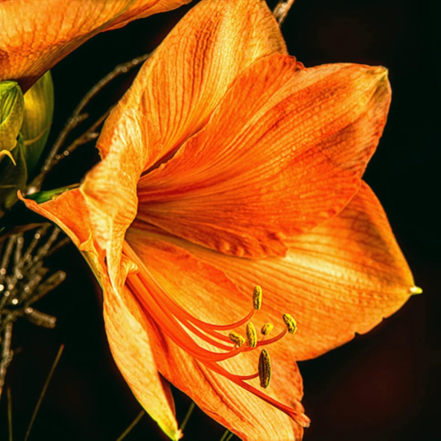 家に彩りを添える鉢植えのアマリリス 多年生の花を育てるのに最適