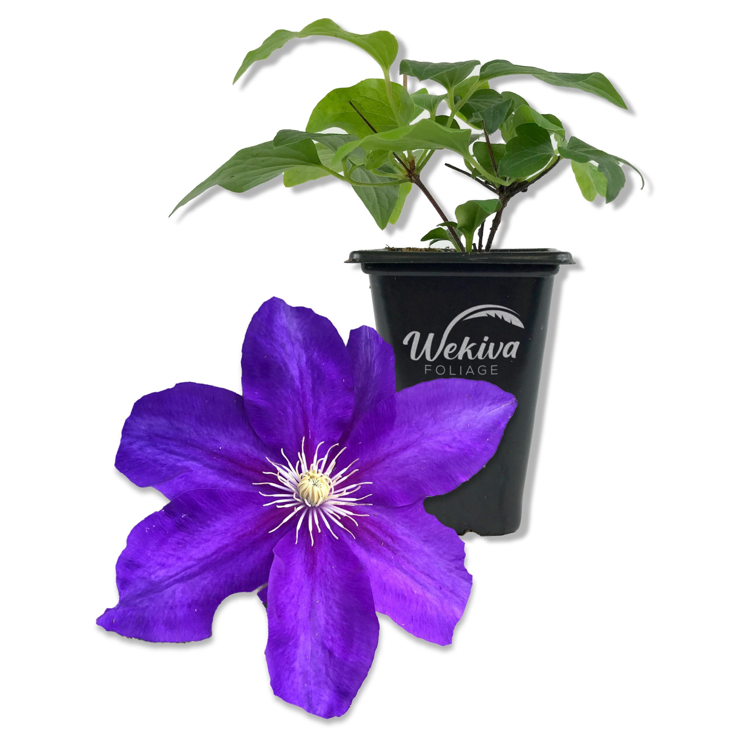 Amazon.com : Clematis Duchess of Cornwall - Live Starter Plant in