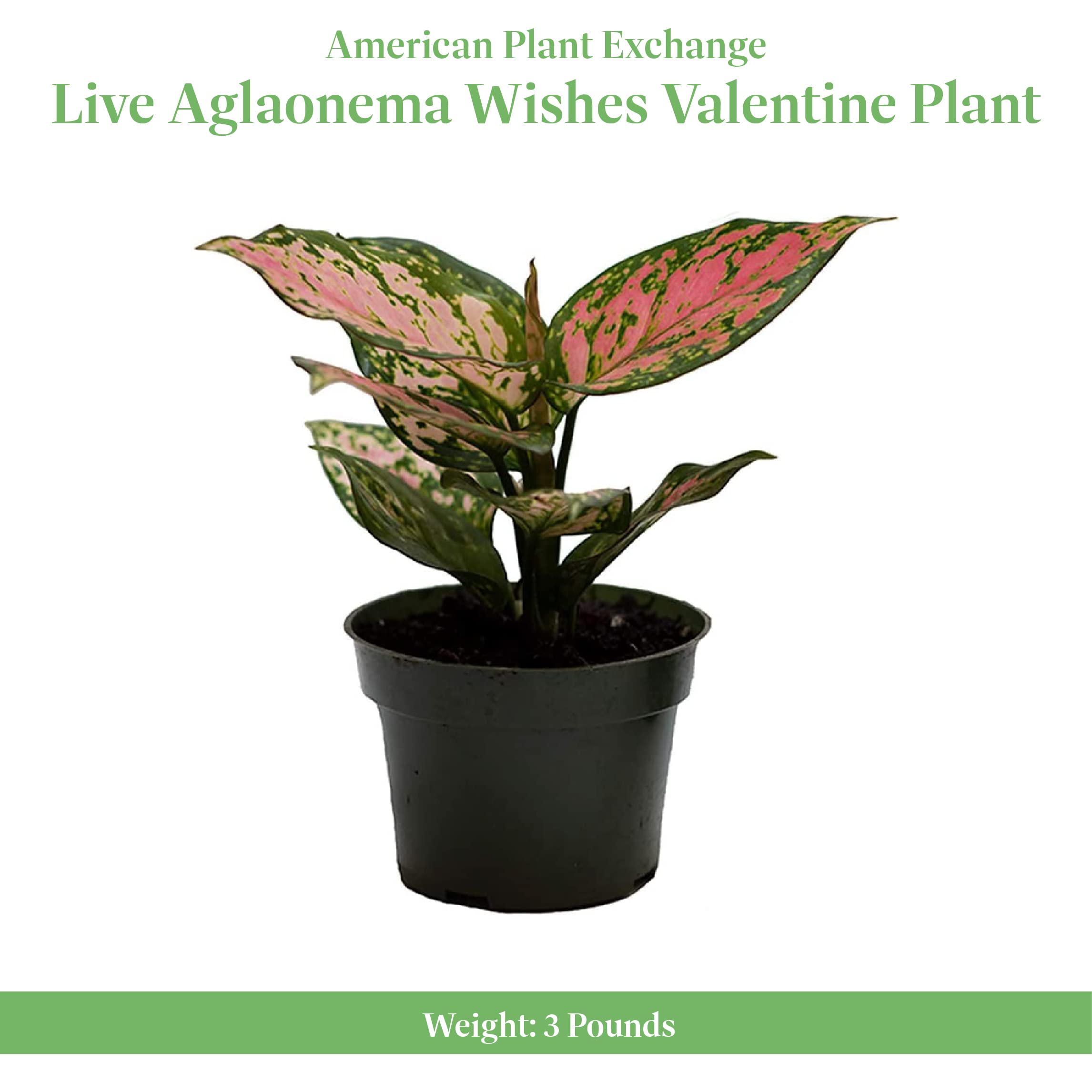 Amazon.com : American Plant Exchange Live Aglaonema Wishes