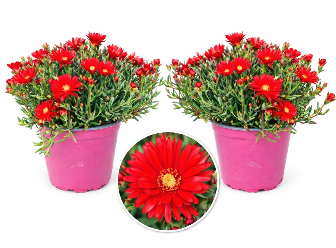 POWERS TO FLOWERS - MESEMBRIANTEMO ROSSO, VASO 14CM, 2PIANTE, piante vere