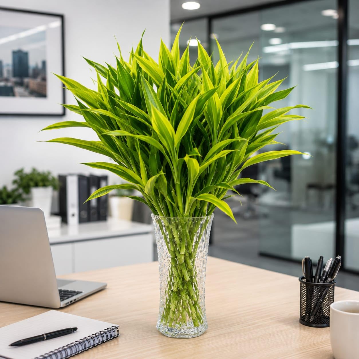 Lucky Bamboo Sticks Live Plant | Indoor Feng Shui Bamboo for Home & Office | Easy Care Air Purifying Plant | Pack of 5 Pieces-image-21