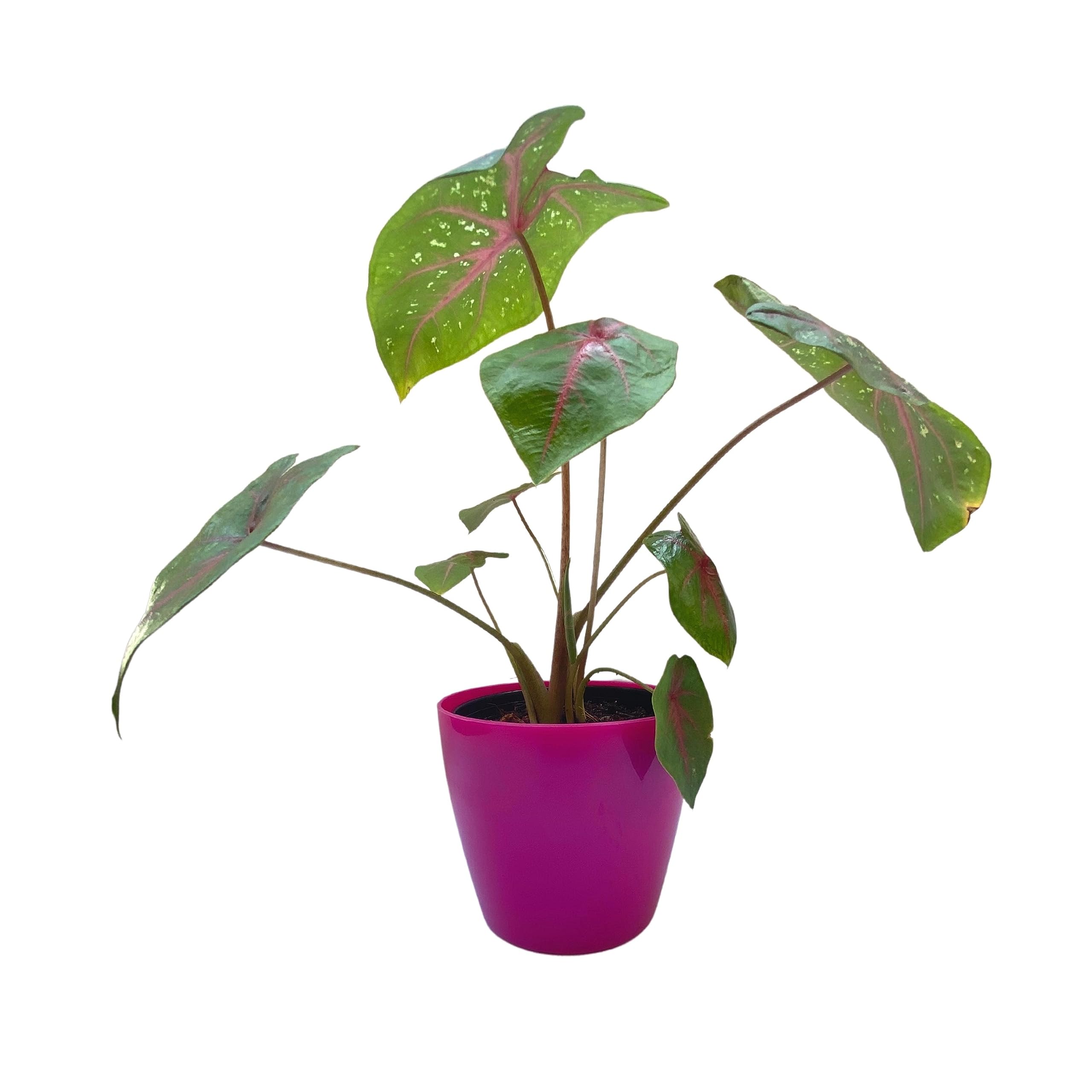 Indian Gardens - Caladium live plant with Colour Pot | indoor plant | live plant (Pink) (B0CH32NNQN) Amazon Price History, Amazon Price Tracker