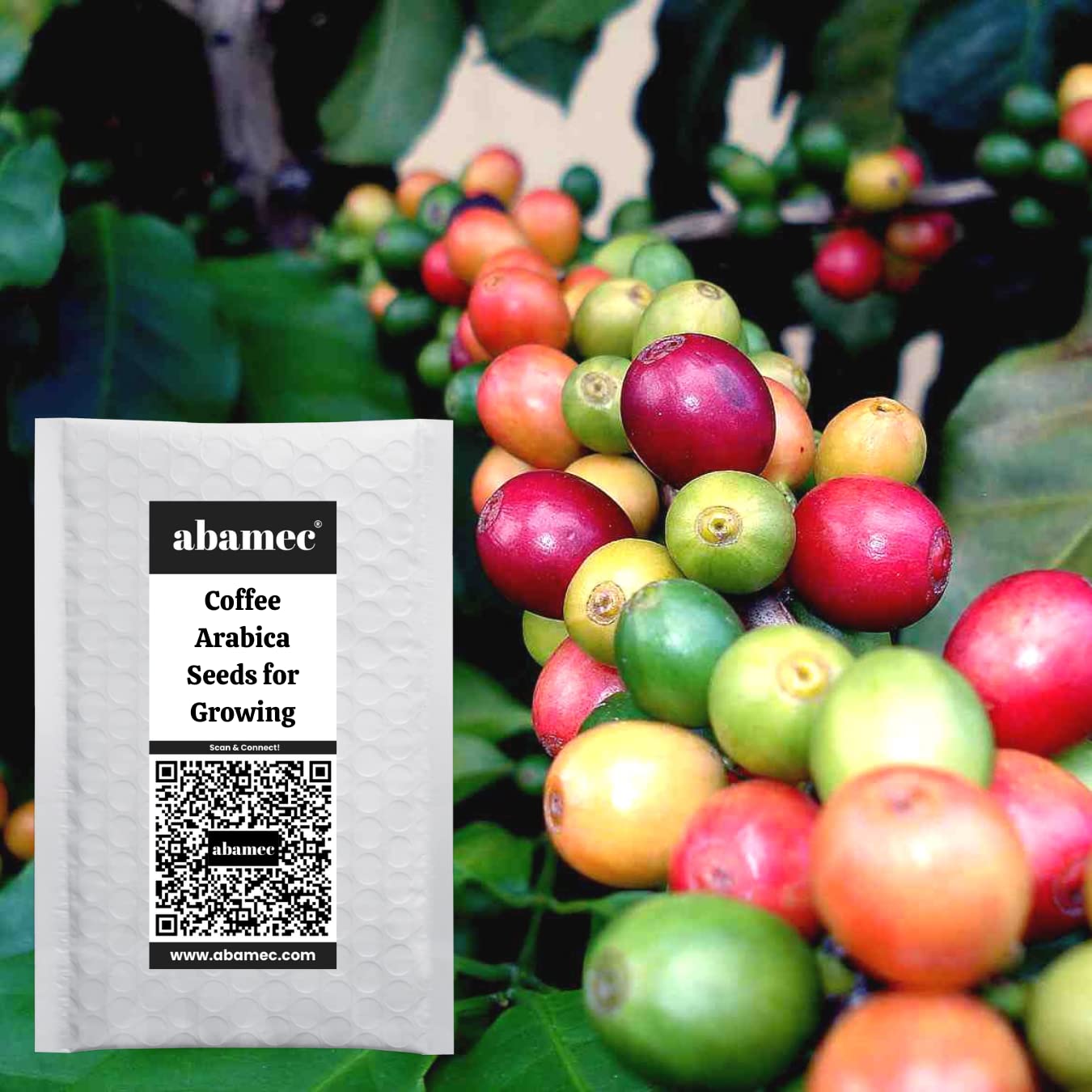 abamec Coffee Seeds for Growing the Fresh Coffee Beans at Home, Handpicked Natural Seeds for Growing - Pack of 25 Seeds (B09Y97JH2K) Amazon Price History, Amazon Price Tracker