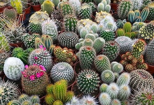 Mezcla de semillas de cactus - 100 semillas - Enviados desde Iowa, EE. UU. - Cultivar cactus exóticos