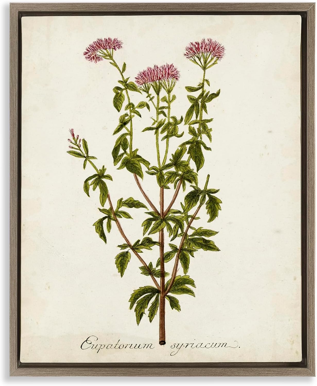 Stupell Industries Scientific Flower Study Framed Floater Canvas Wall Art Design by Unknown