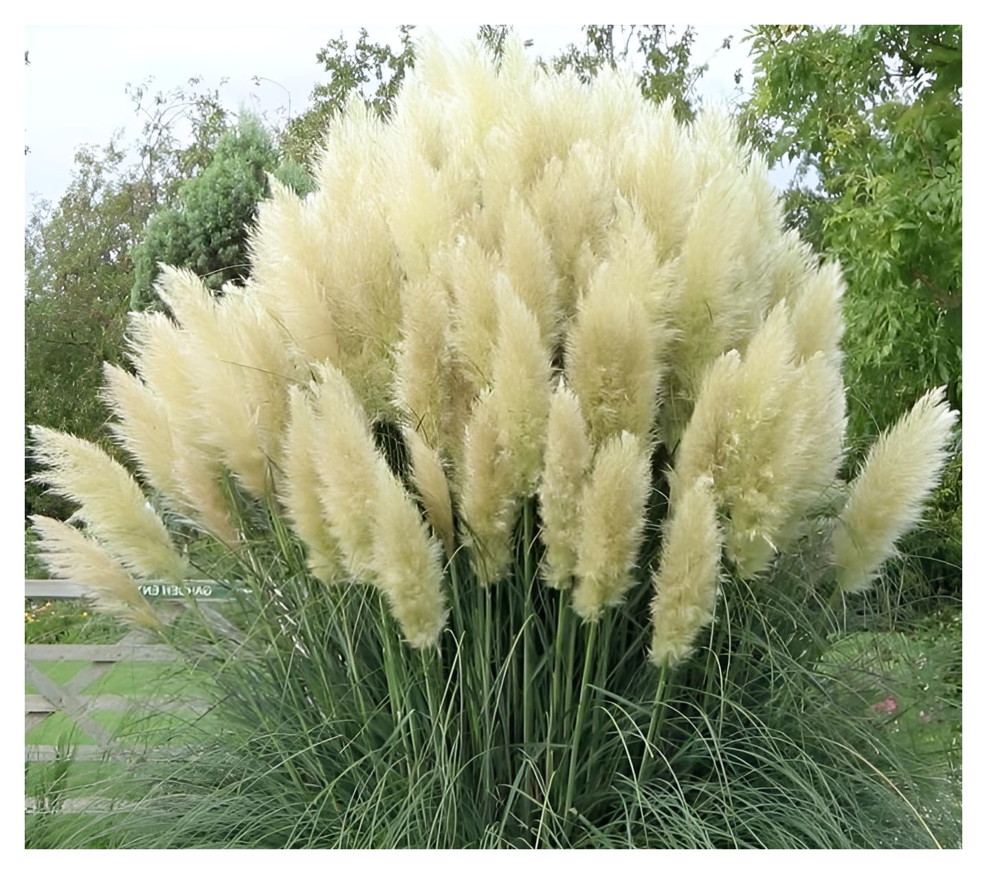 Stauden Gänge Cortaderia selloana 'White' Weißes Pampasgras winterhart | Pampasgras – imposantes, winterhartes Ziergras mit großen Federwedeln als Sichtschutz, mehrjährig, 1 L Topf (11x11 cm)