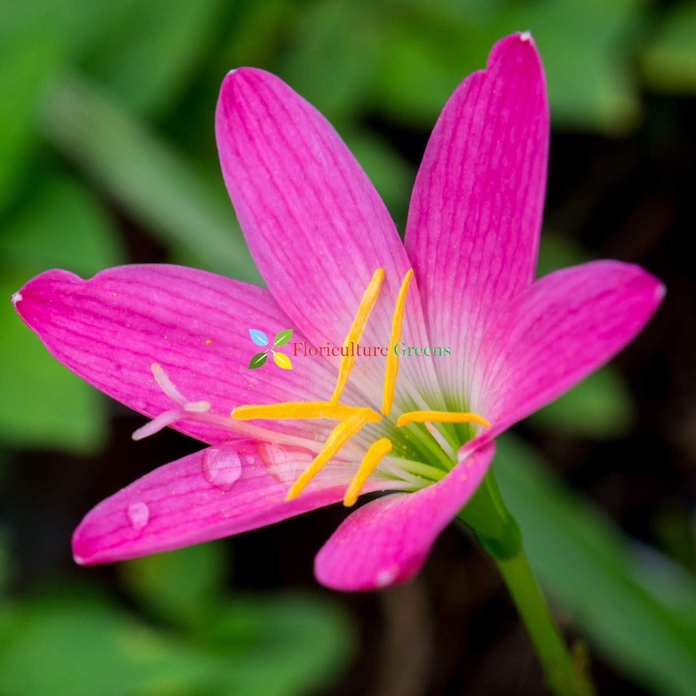 See full amazon price history chart for Floriculture Greens Imp. Rain lily/Zephyranthes Saffron Flower Bulbs For Home Gardening Planting (Dark Pink, Pack Of 15 Bulbs) Floriculture Greens Imp. Rain lily/Zephyranthes Saffron Flower Bulbs For Home Gardening Planting (Dark Pink, Pack Of 15 Bulbs) (B0844VPNY5) Amazon Price History, Amazon Price Tracker