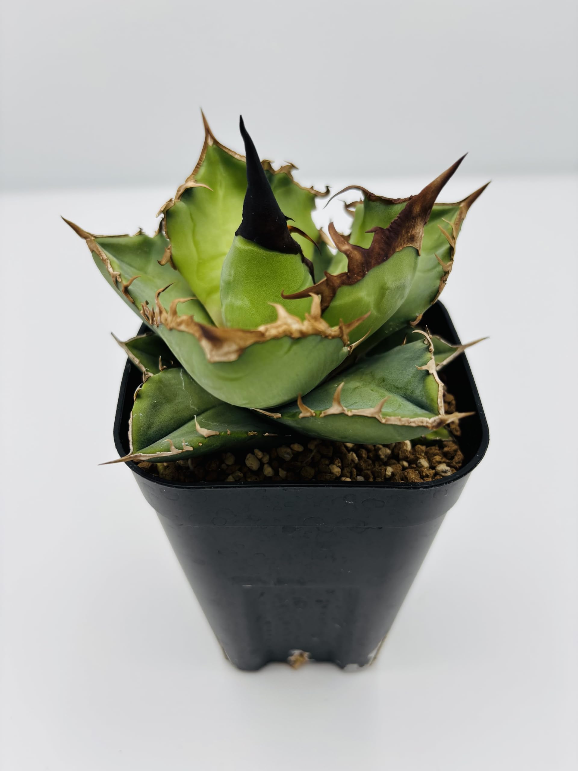 Amazon｜アガベ チタノタ白犀牛(シロサイギュウ)/Agave titanota