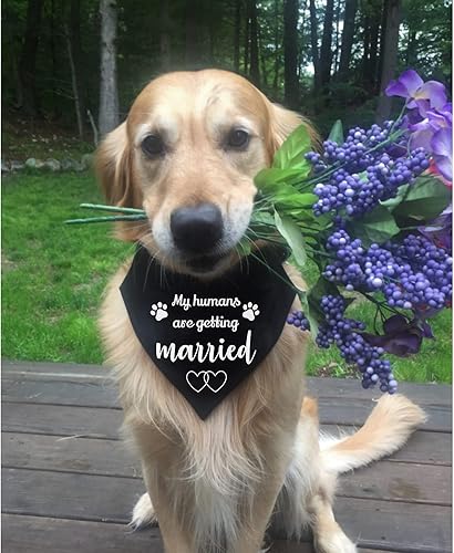 Miniatura 4 de Regalo de compromiso, collar de bandana para perro My Humans are Getting Married, anillo en D fuerte para una correa fácil de enganchar, pañuelo de