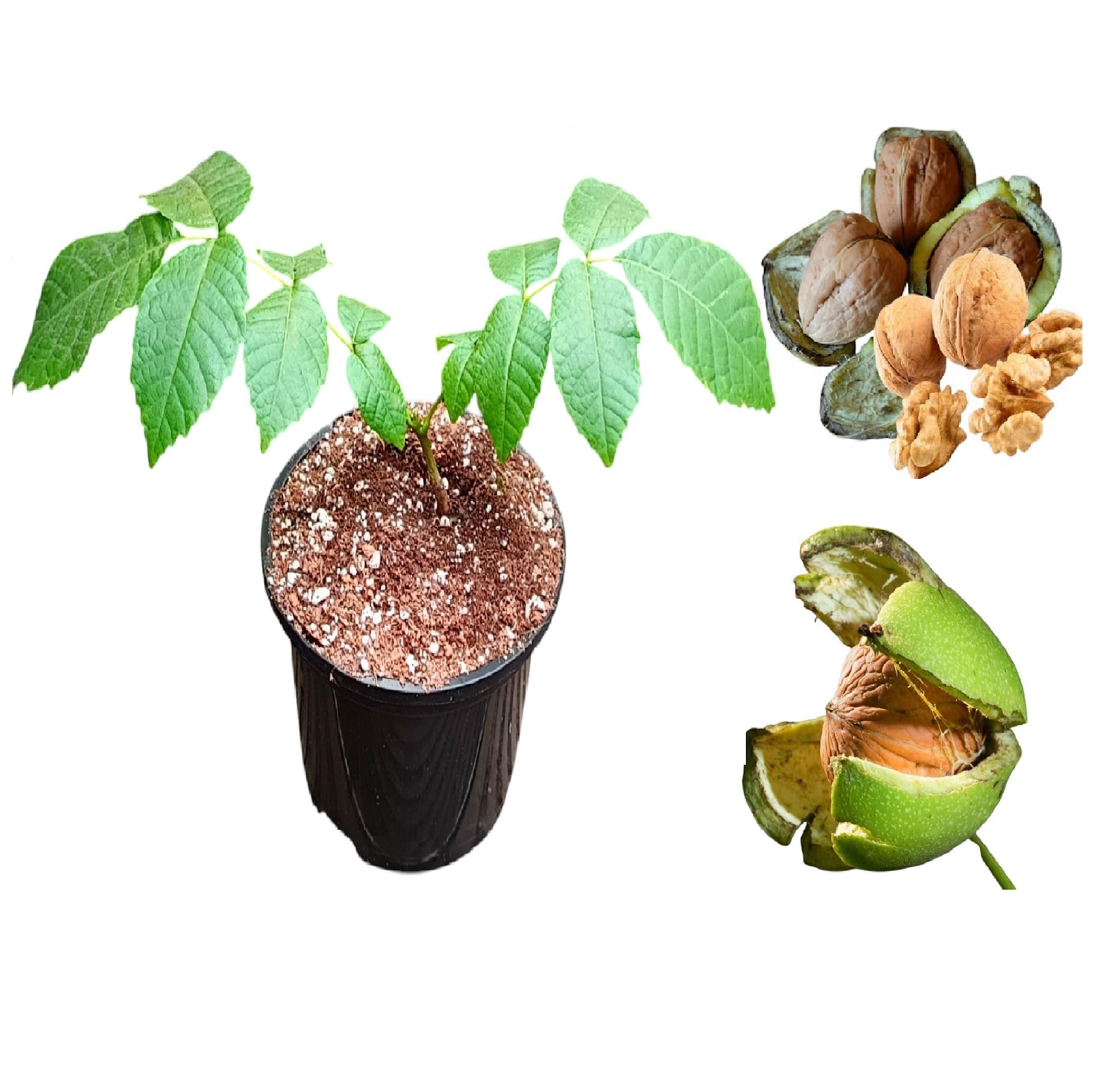 English Walnut Seedlings (Juglans regia) Strong & Healthy Stock |Grown from Premium Seed (1)