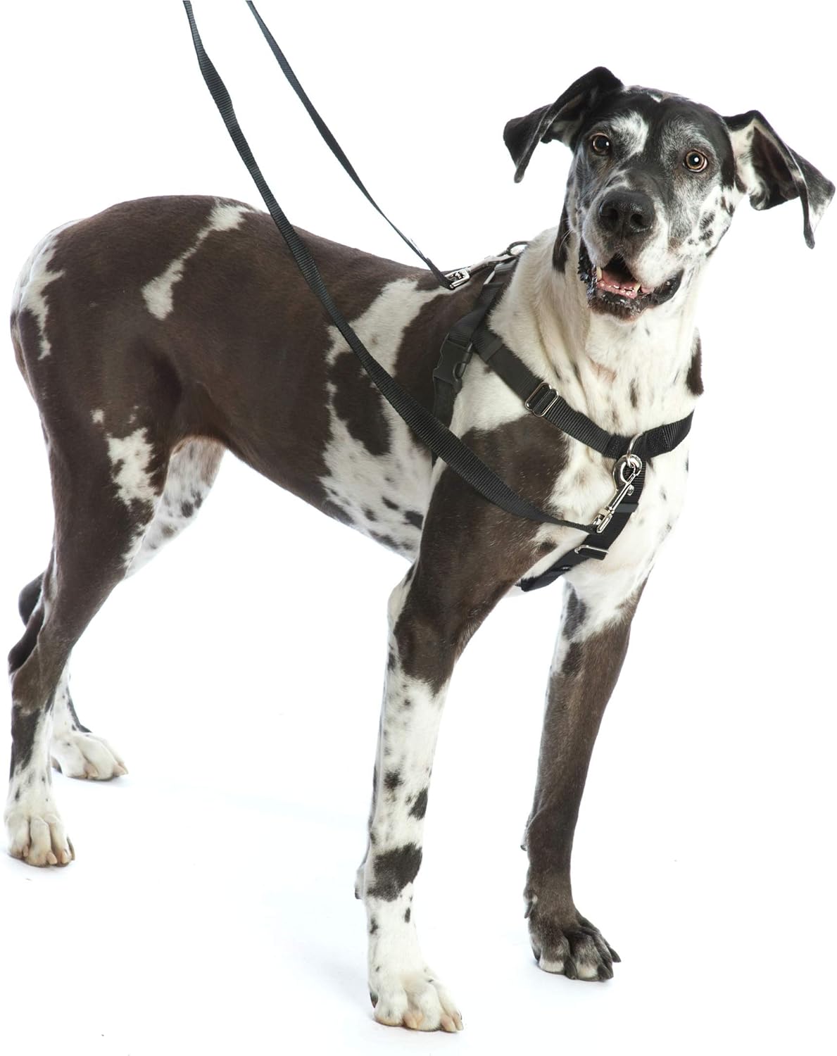 freedom harness amazon