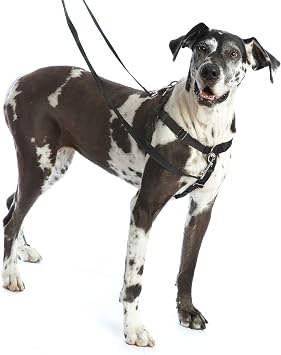 2 Hounds Design Freedom No-Pull Dog Harness Training Package, X-Large, Raspberry