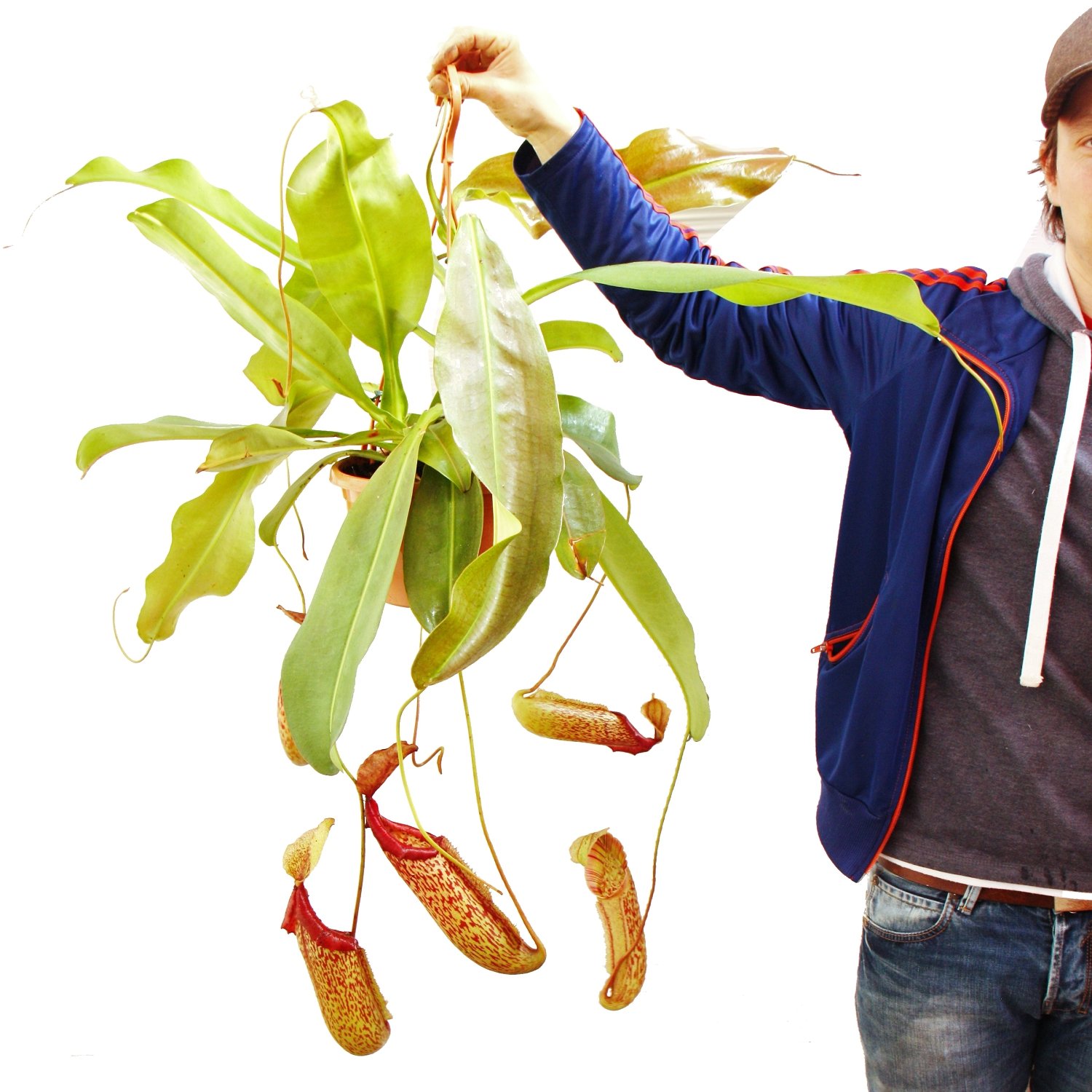 Exotenherz Nepenthes maxima - Plante de sapin géante - Ampel