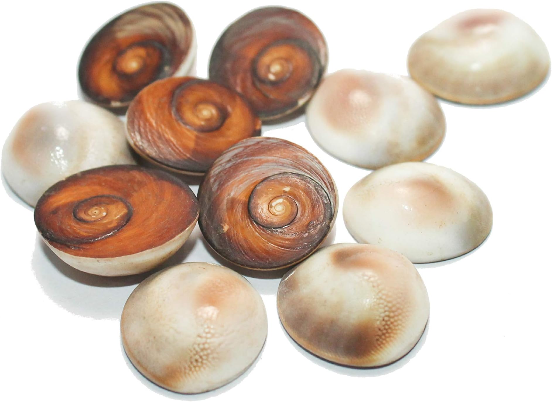 IndianStore4All 100% Pure Unpolish 11 PCS of Gomati Chakra. for Peace and Prosperity,Gomti Chakra, Energized 20 mm Approx