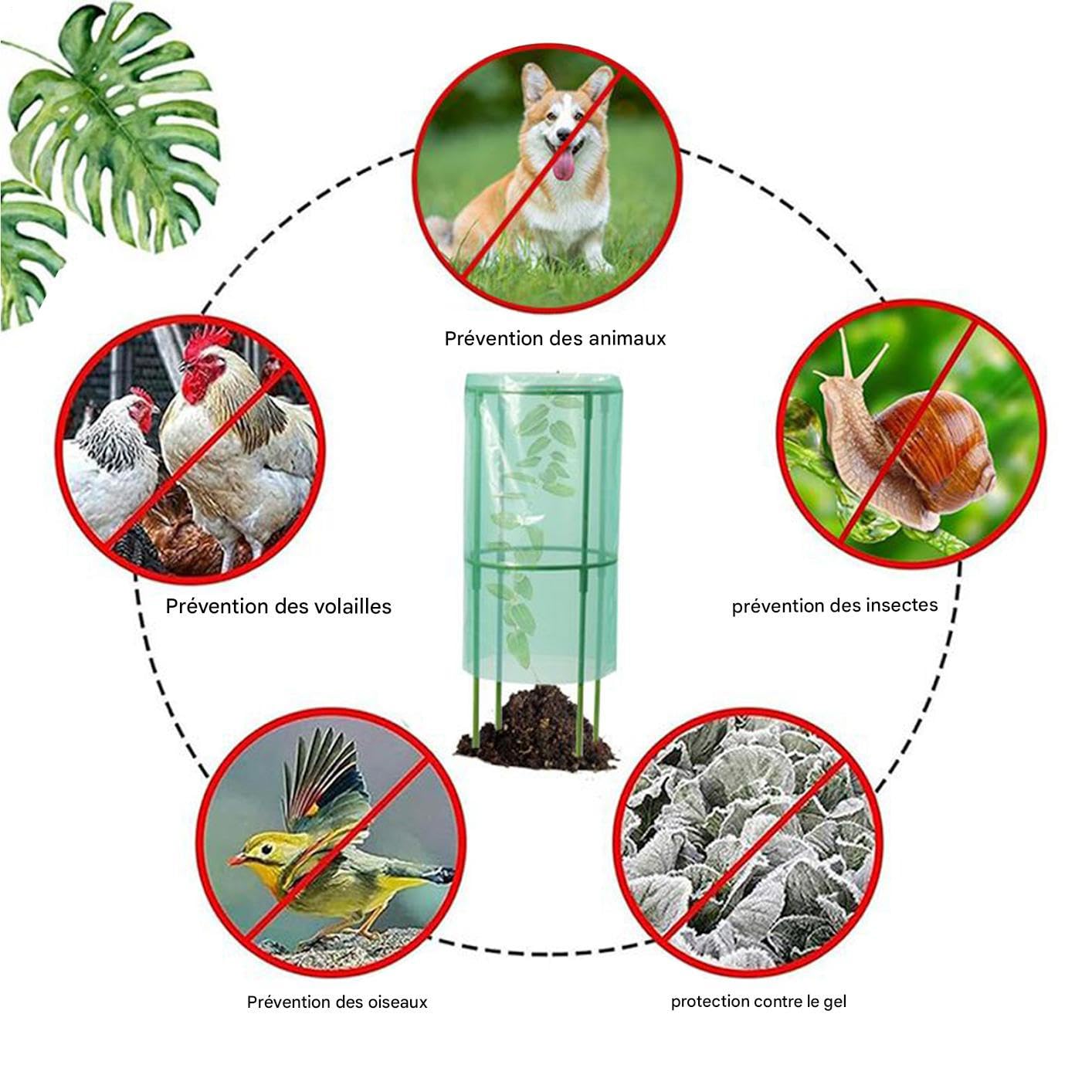 Cloches De Jardin Protection Contre Les Animaux Et Le Gel