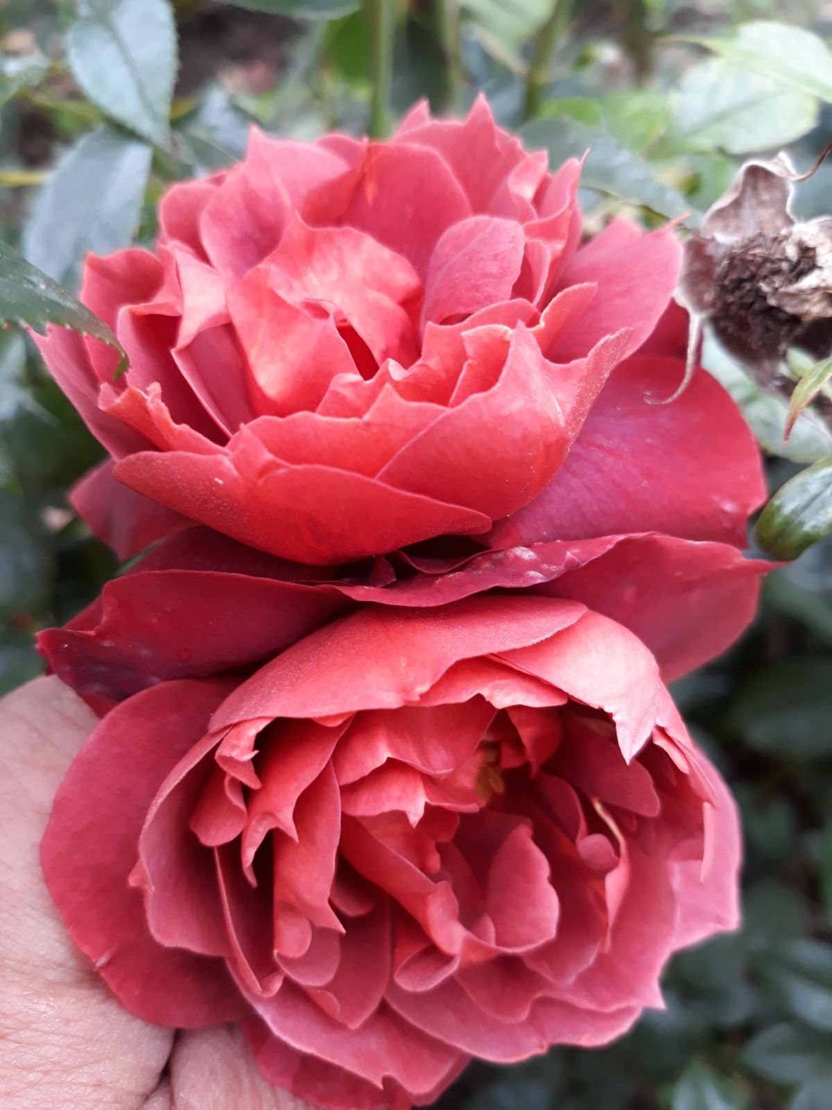 Hot Chocolate Floribunda Rose Bare Root