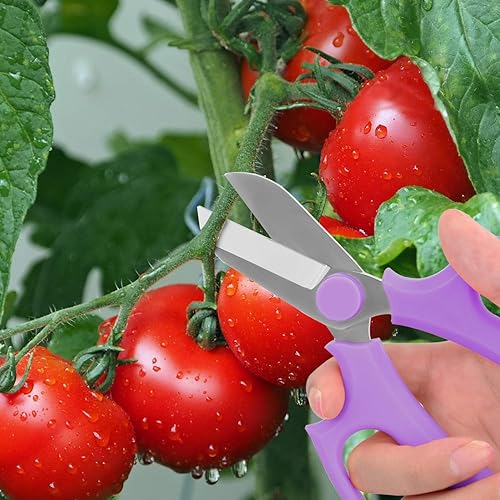 Miniatura 8 de Tijeras de flores, tijeras florales fuertes, tijeras de podar de jardín de acero de primera calidad, tijeras de frutas y hojas, tijeras de podar de