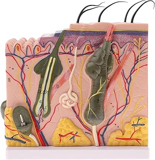 Skin Anatomy Model, Human Skin Structure Magnification Model, 50X Enlarged Anatomical Skin Model, Anatomy Skin Model for Science Classroom Study Display Teaching Medical
