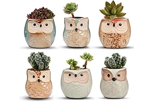 T4U 2.5 Inch Owl Succulent Planter Pots