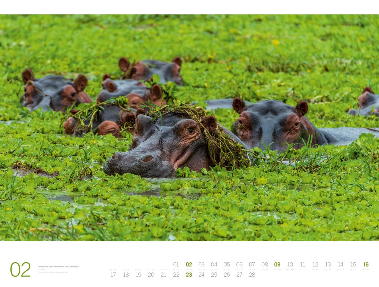 Afrika - Ackermann Gallery Kalender 2025, Wandkalender im Querformat (66x50 cm) - Großformat-Kalender / Hochwertiger Panorama-Kalender Tiere und Natur