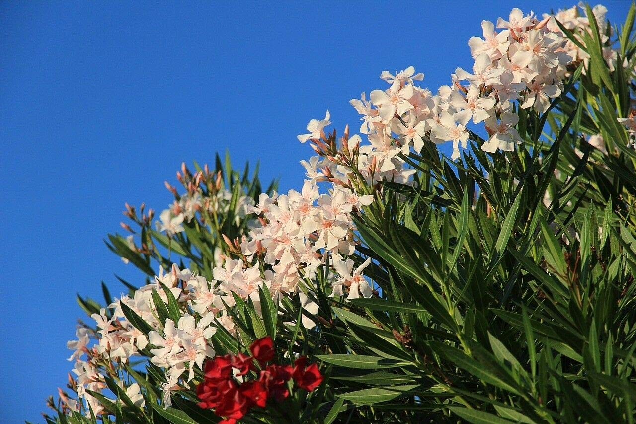 Mediterrano Oleanderdünger – Spezialdünger für üppige Blüten & kräftige Pflanzen – Fördert Wachstum, Blattgrün & Blühfreude – Flüssigdünger für Oleander im Außenbereich. 10 KG