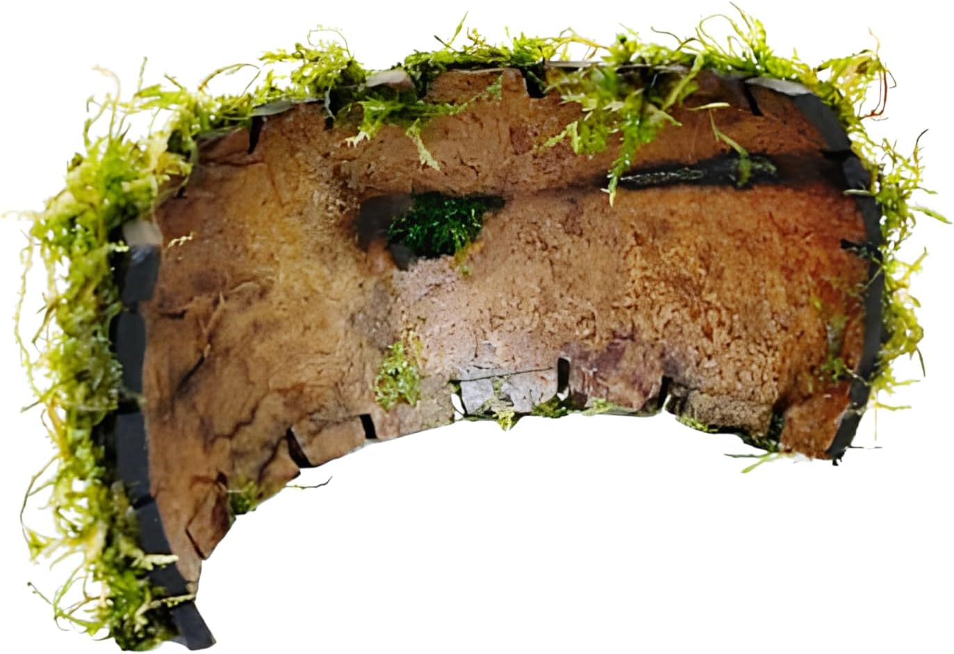 Java Moss on Coconut Shell Driftwood Bridge Live Aquatic Plant for Freshwater Fish Tank Decoration