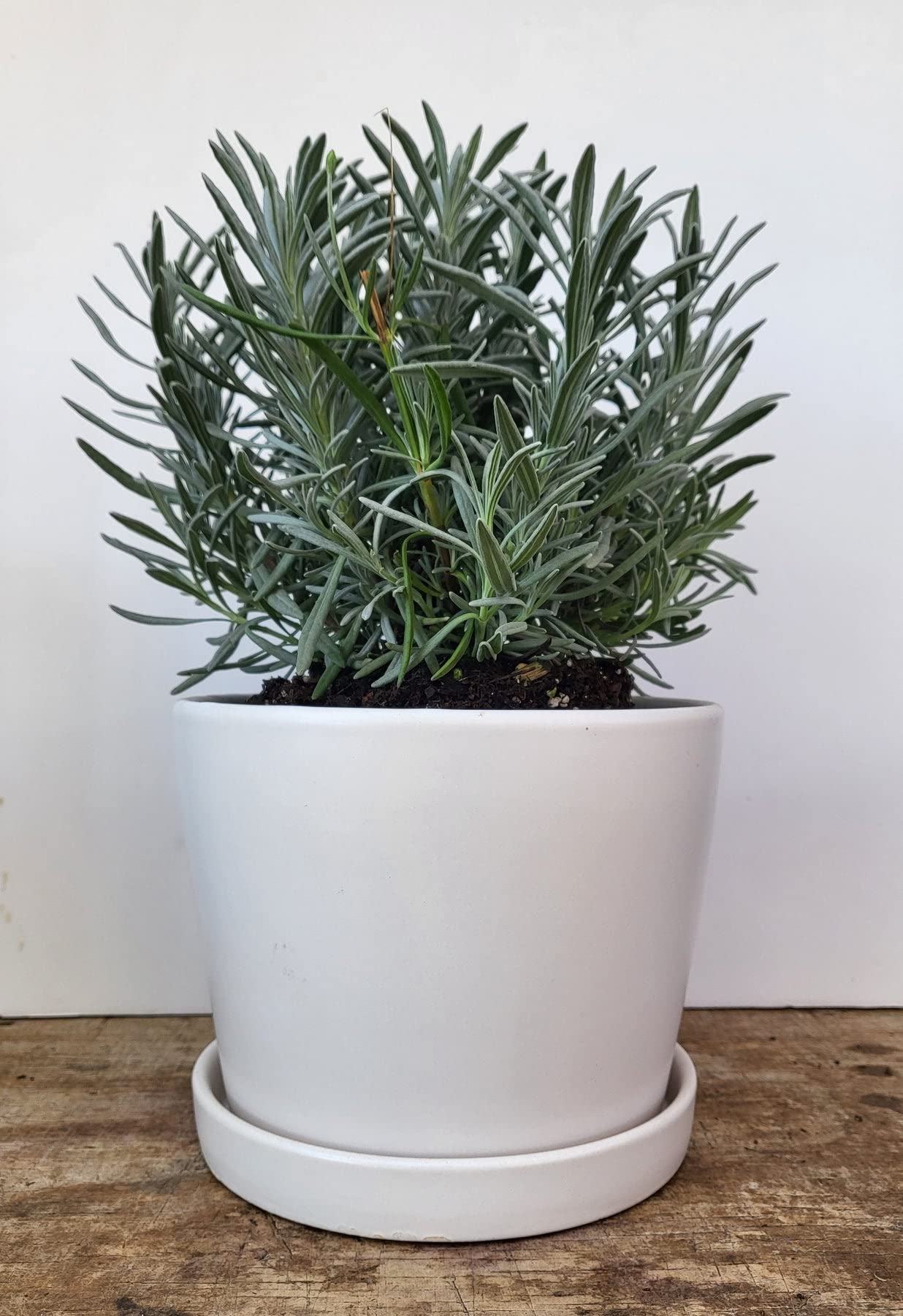 lavender plants and cats Cat's Meow Catmint