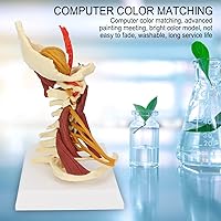 Vista 2 de Modelo de columna cervical, modelo espinal humano extraíble, para médico, paciente, comunicación, ciencias, aula, estudio, exhibición