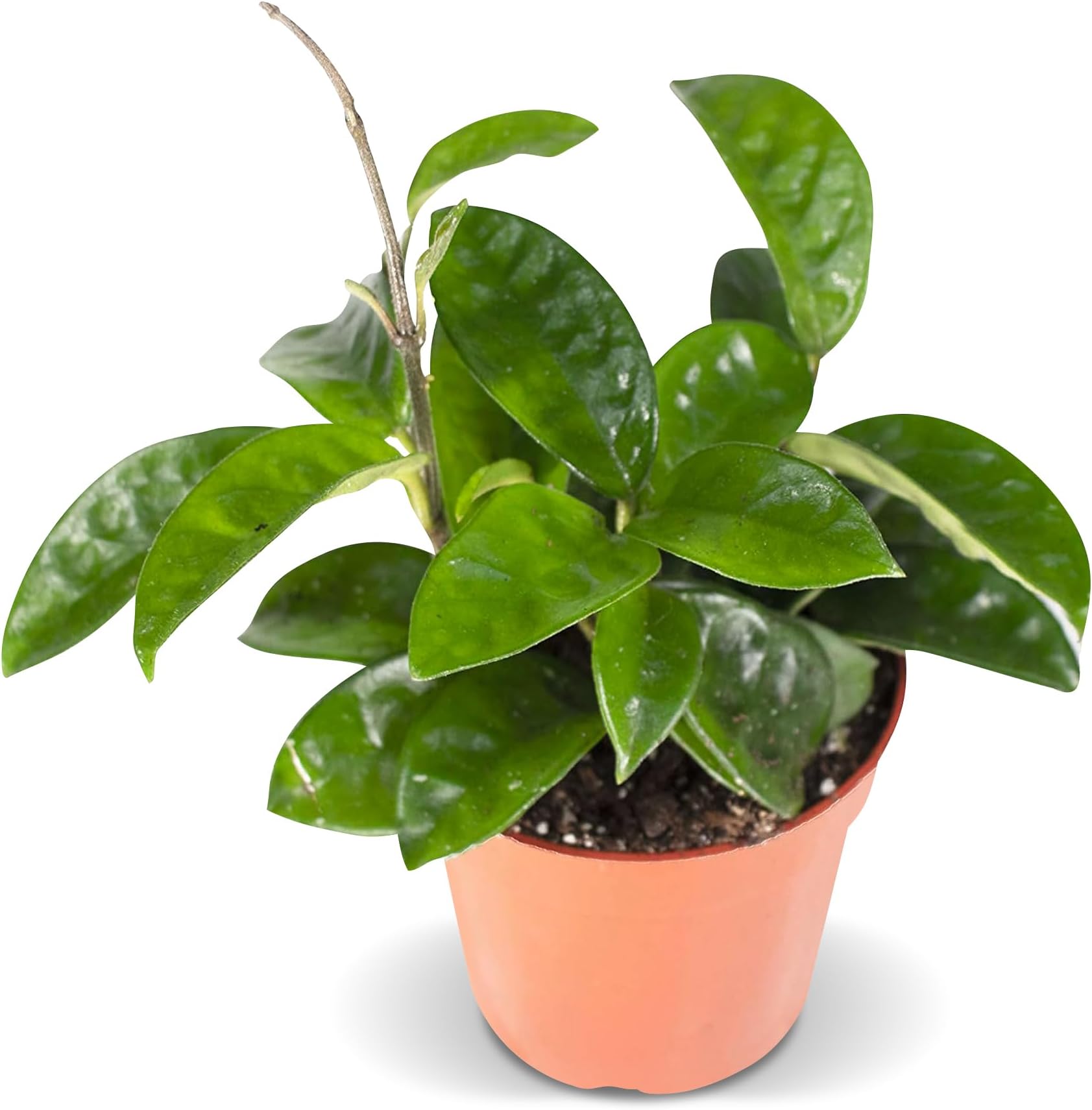 California Tropicals Live Hoya Carnosa Krinkle Wax Plant - Unique Houseplant, Indoor & Outdoor Decorative Garden Gift, Easy to Grow with Potting Soil, Planters & Pots for Home Decor, Office & Patio