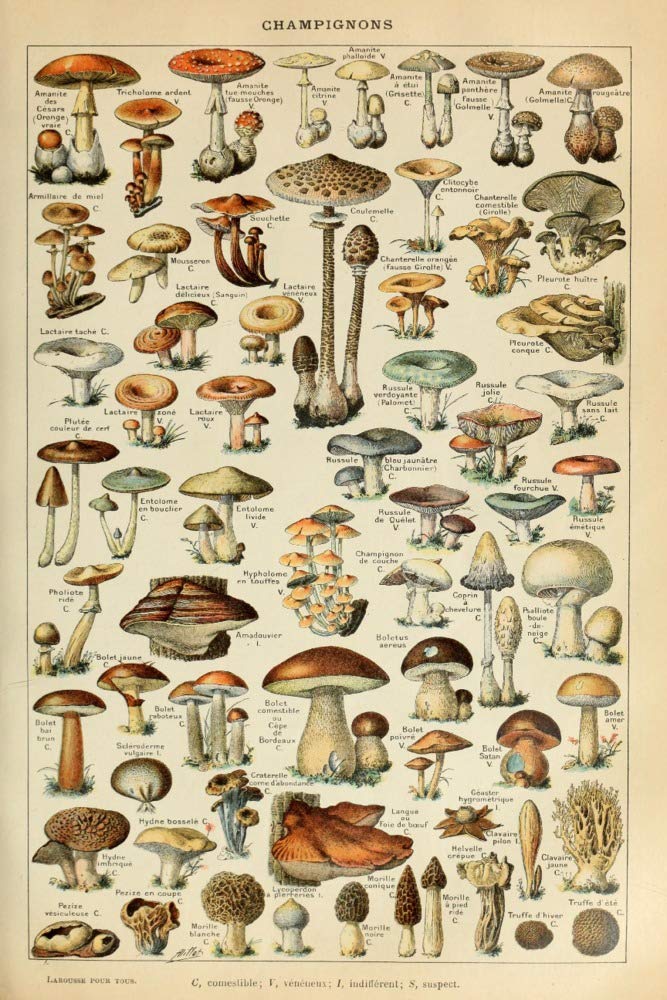 Lantern Press 9x12 Inch Art Print Wall D√©cor, Mushrooms, C, Vintage Bookplate, Adolphe Millot Artwork