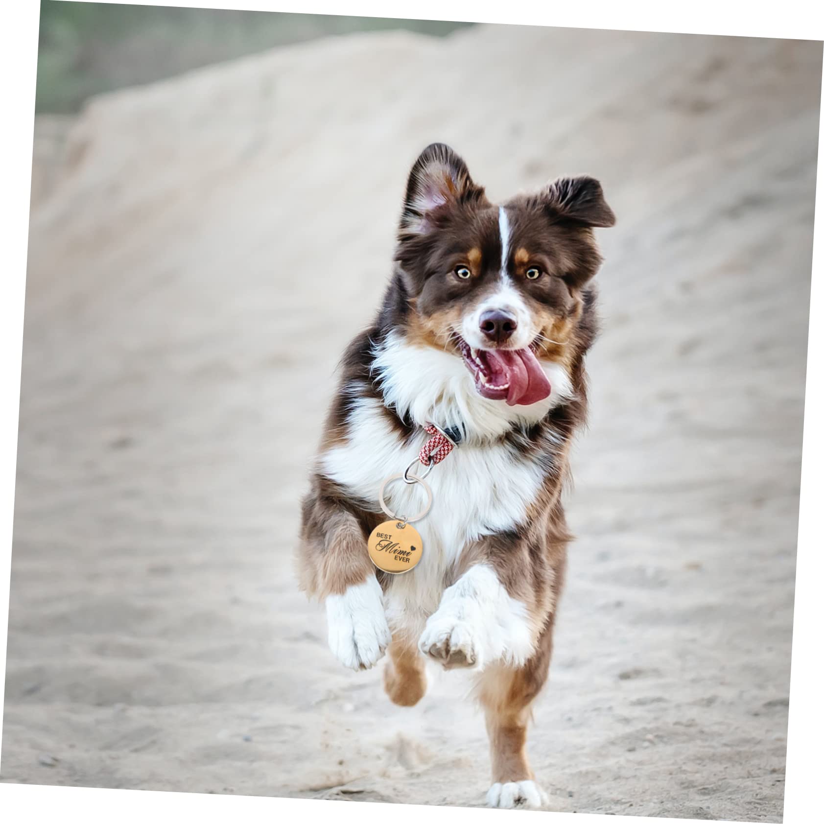 BESPORTBLE 20pièces Médaillons Ronds Acier Inoxydable pour Animaux Étiquettes Identification Personnalisées pour Chats Et Chiens Pendentifs Légers Et Élégants
