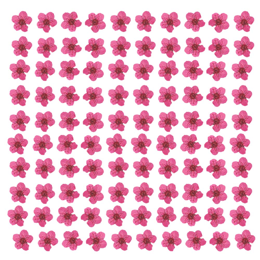 Pressed Flower for Resin Small Plum Blossom Narcissus, Dried Flower, Real Flower, Nail Flower Material, Glue Drop, Mobile Phone case, Hand Made 100pcs/pack (Wine Red)-image-7